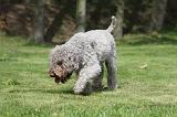 LAGOTTO CAVAGE 056